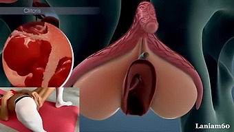 Anatomy And Biology Of Female Orgasm In Porn